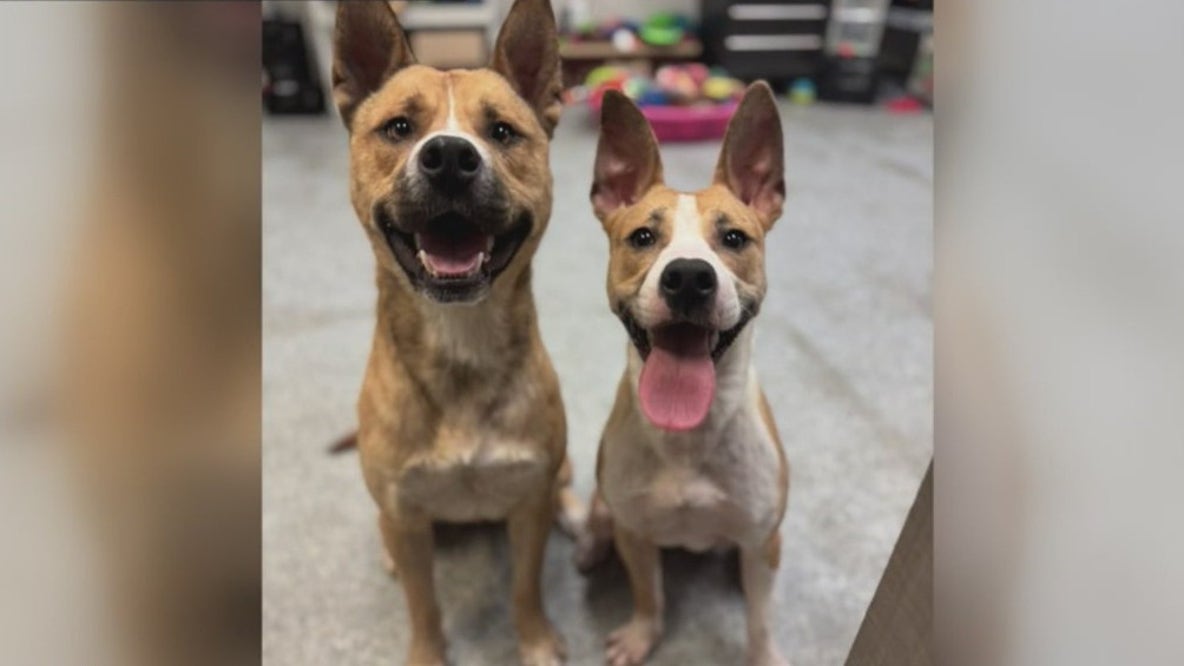 Animal rescue working to have bonded dogs adopted together